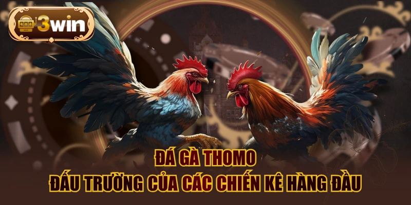 Đá Gà Thomo - Đấu Trường Của Các Chiến Kê Hàng Đầu